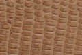 cf-order-mat-lizard